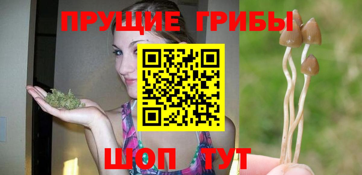 Галлюциногенные грибы Psilocybe Россия